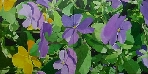 Puzzle III